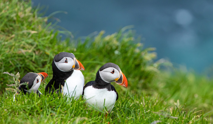 wide shot of three puffins resting on a grassy cliff